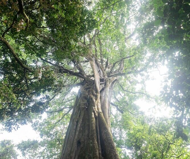 ホテル Elida Lodge Monteverde