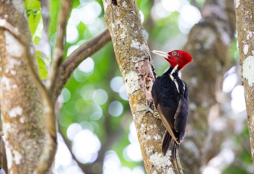ホテル Elida Lodge Monteverde