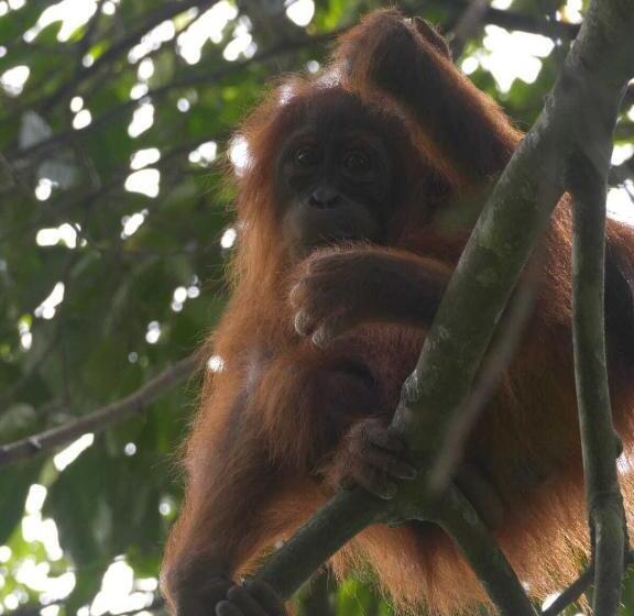 פנסיון Bukit Lawang Backpacker Jungletrekking Only Booking With Us