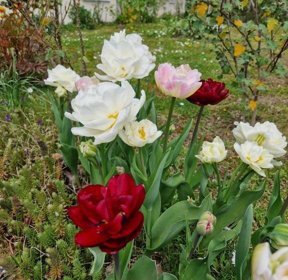 ベッドアンドブレックファースト La Canadienne