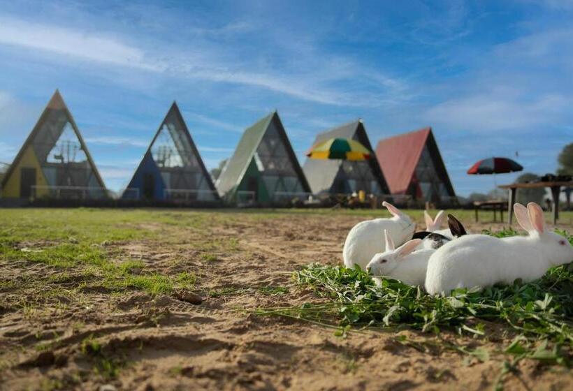 Resort Sunflower Saga