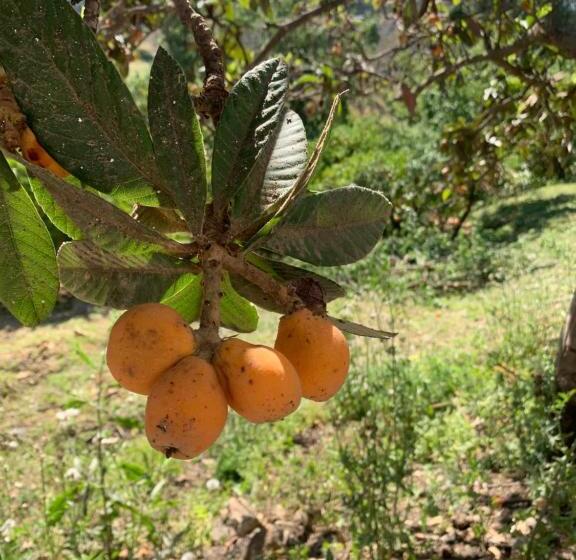 민박 El Bufon De La Corte