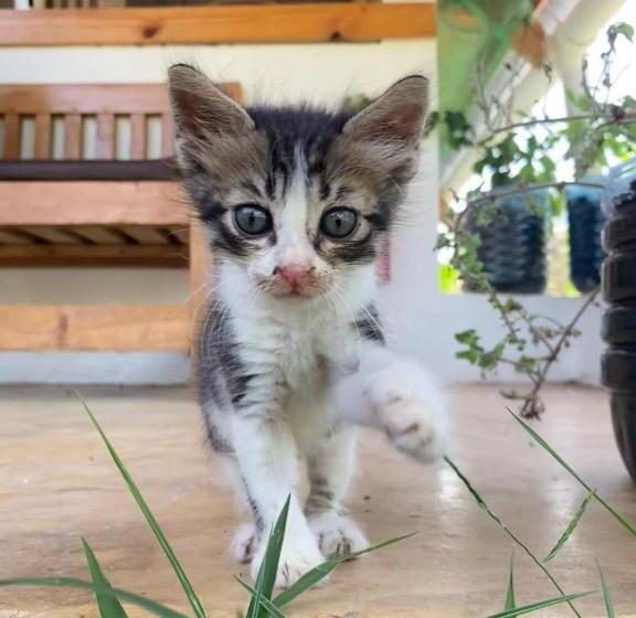 پانسیون Pongwe Eco Lodge And Kitten Paradise