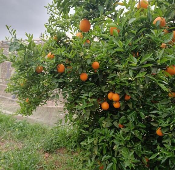 ریاض Dar Limoune