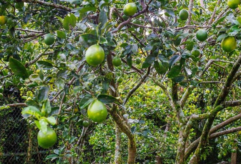 ベッドアンドブレックファースト Casa Cascada Casita Yolo