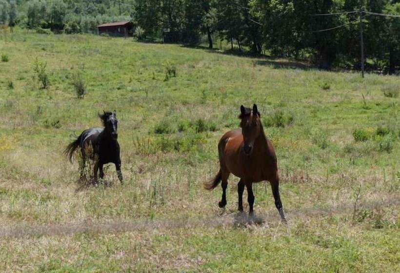 مبيت وإفطار Agriturismo Poggio Del Drago