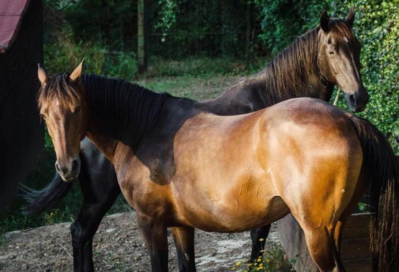 مبيت وإفطار Agriturismo Poggio Del Drago