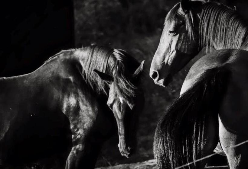 مبيت وإفطار Agriturismo Poggio Del Drago