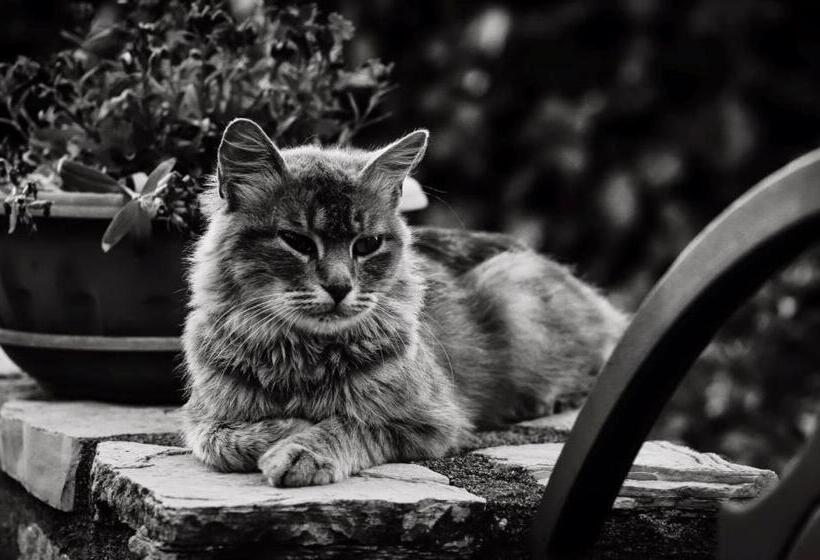 مبيت وإفطار Agriturismo Poggio Del Drago