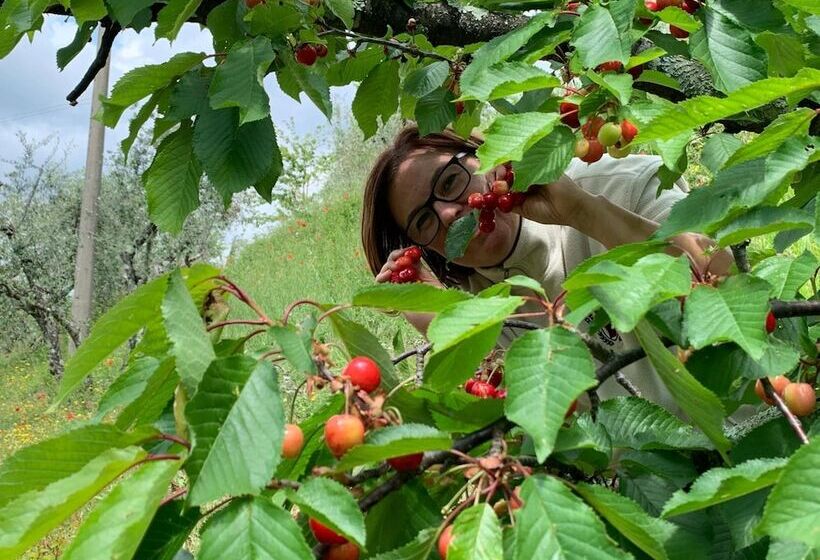 Bed and Breakfast Barco Mediceo