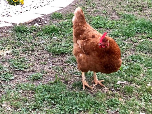 ベッドアンドブレックファースト Cà Vettor