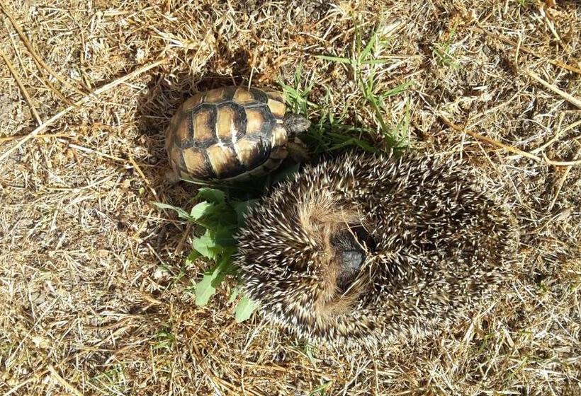 Bed and Breakfast Villa Agnese