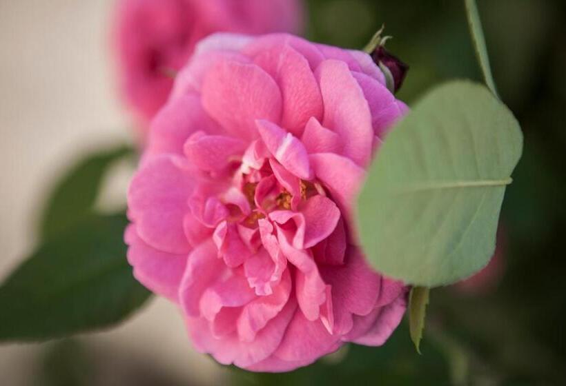 Bed and Breakfast Villino Di Porporano