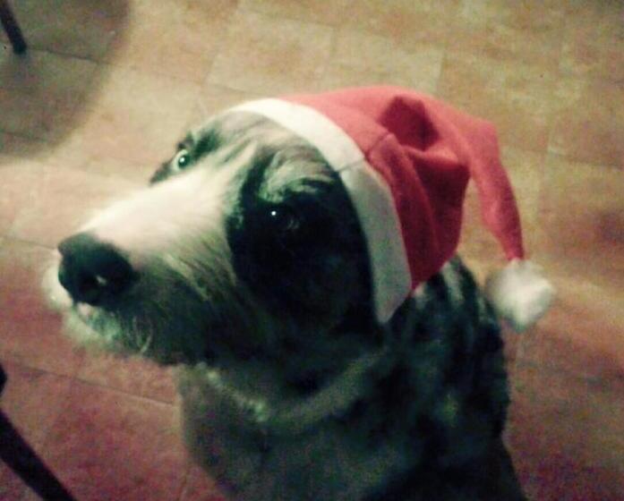 酒店 Albergo Delle Industrie