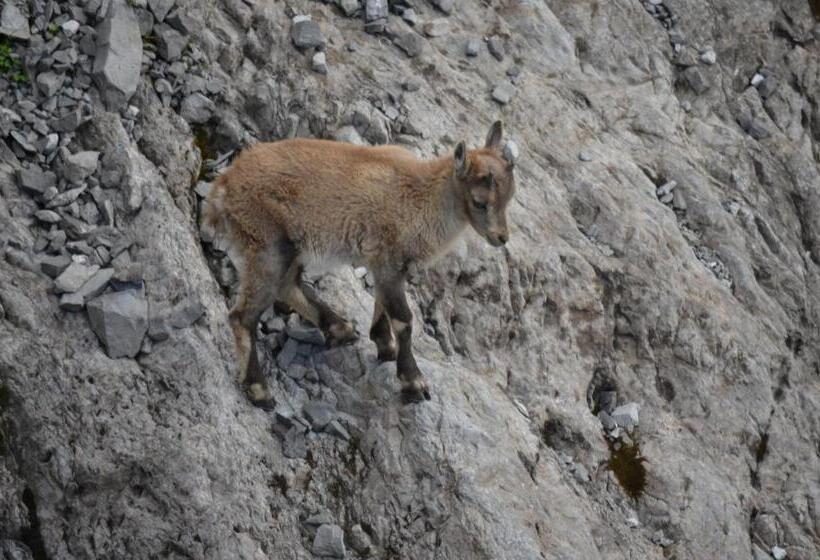 هتل Meublè Rosalpina