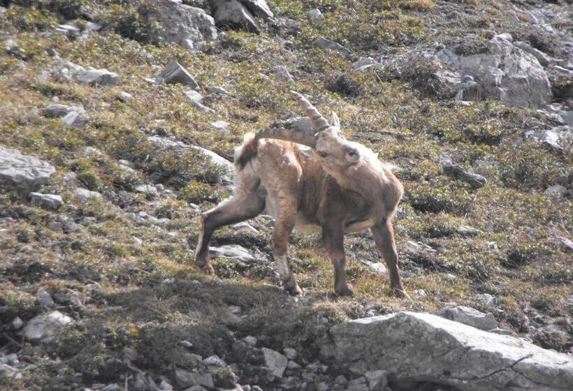 هتل Meublè Rosalpina