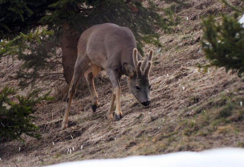 هتل Meublè Rosalpina