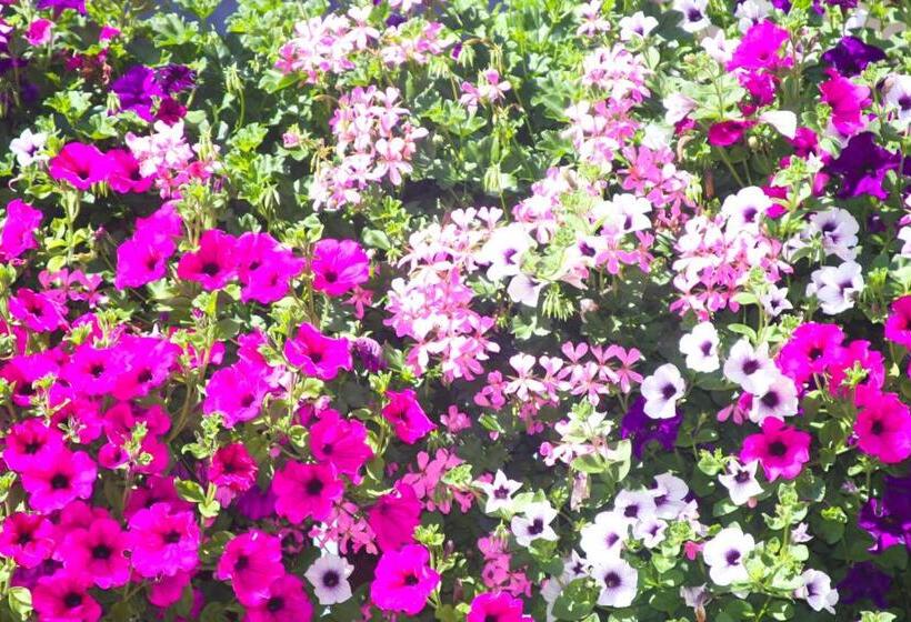 בית מלון כפרי Pension Enzian