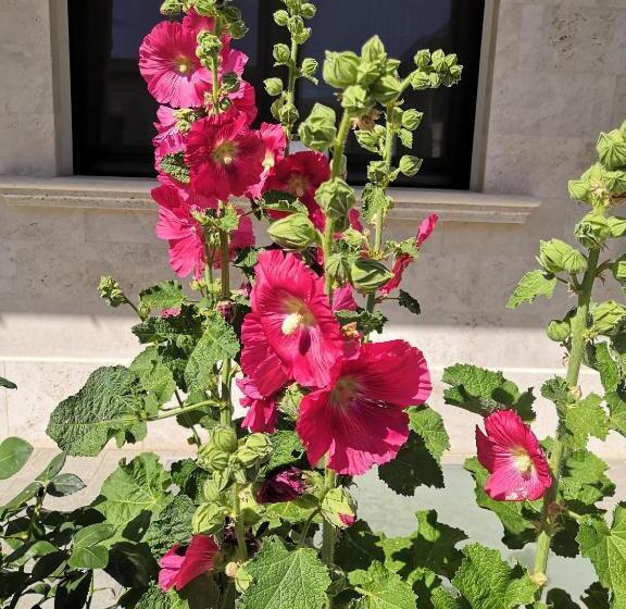 اقامتگاه Appartamenti Villa Ancora