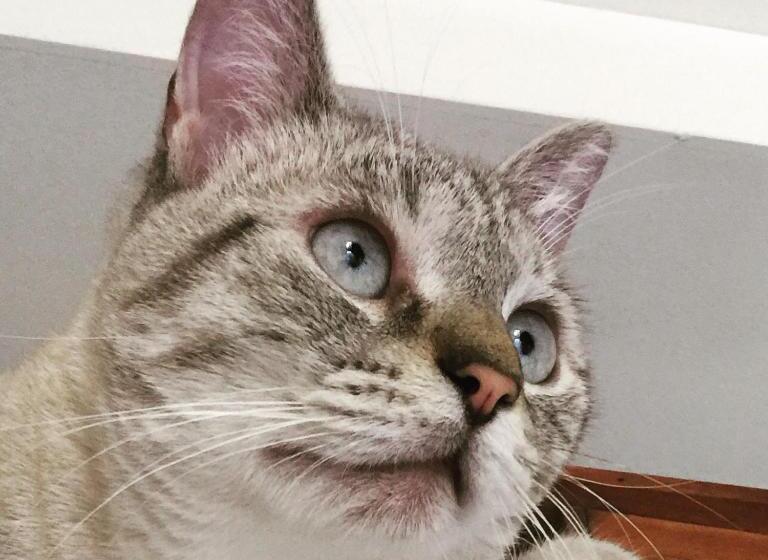 צימר La Casa Di Amos