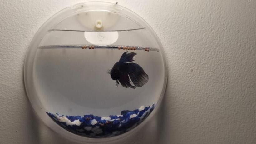 צימר The Glory Villa Transit