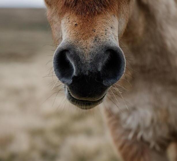 בית מלון כפרי Dartmoor Inn Merrivale