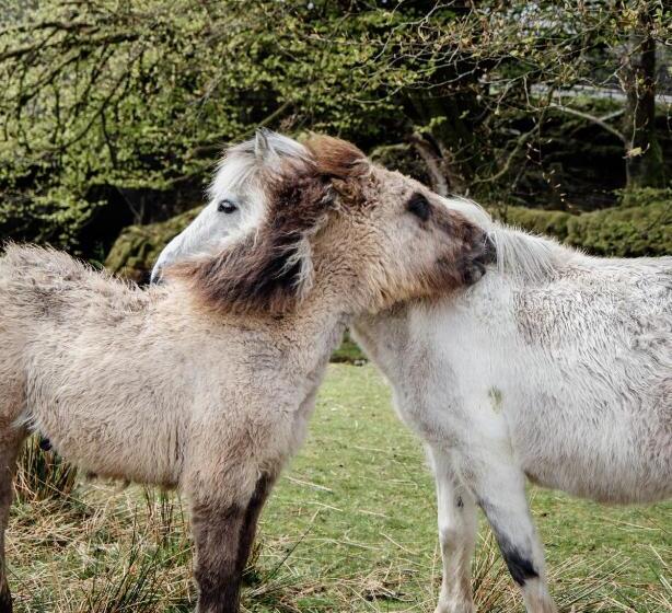 בית מלון כפרי Dartmoor Inn Merrivale