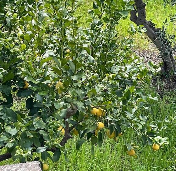 פנסיון Illo Camere Affittacamere