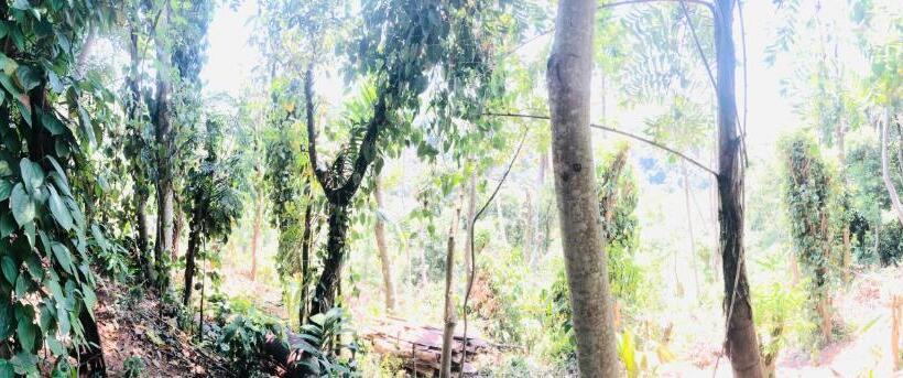 ベッドアンドブレックファースト Bambo Cabana