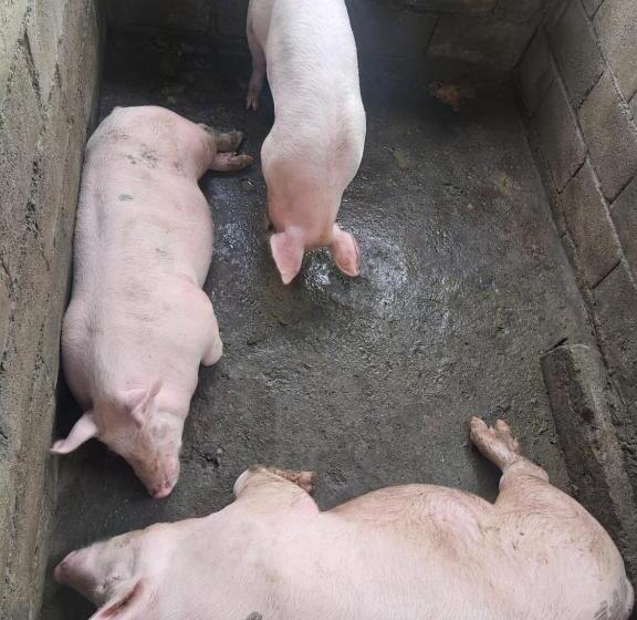 فندق Finca La Gabriela