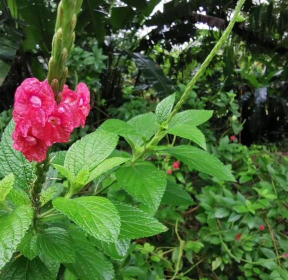 Ecogreen Hotel San Cipriano