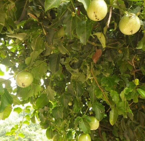 צימר Prakruti Home Stay