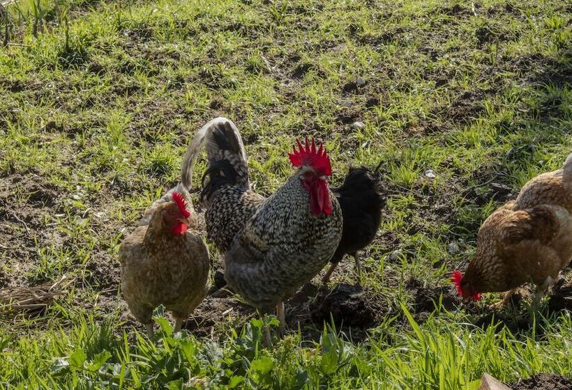 בית מלון כפרי Oasis