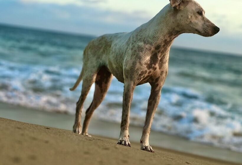 Отель Casa Prisca