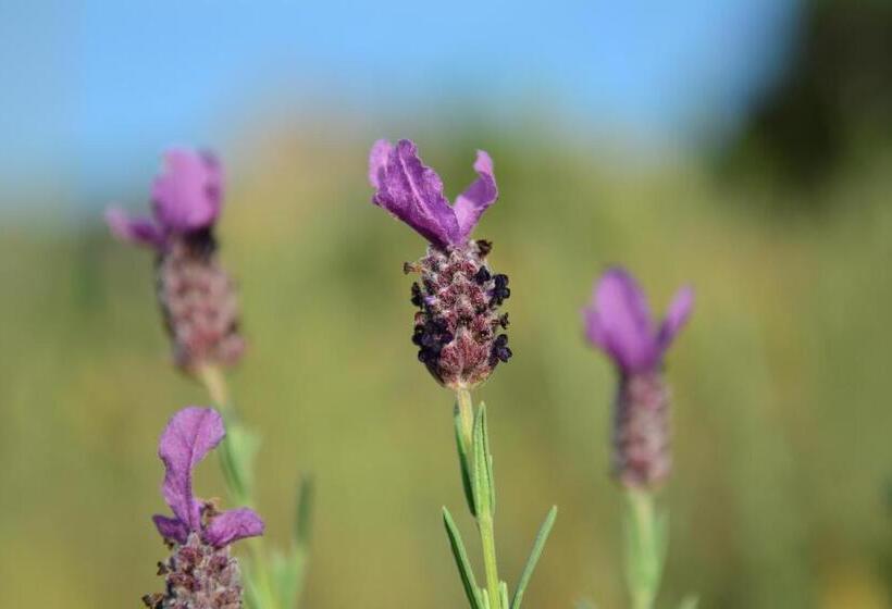 فندق La Ratina Azienda Agricola   Agriturismo   Enoturismo