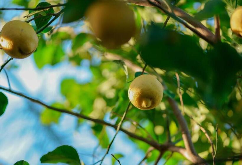 Bed And Breakfast Cairoli Exclusive Room