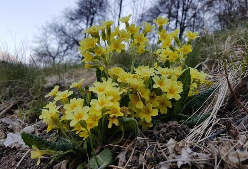 مبيت وإفطار Room & Breakfast Cà Mea Dina