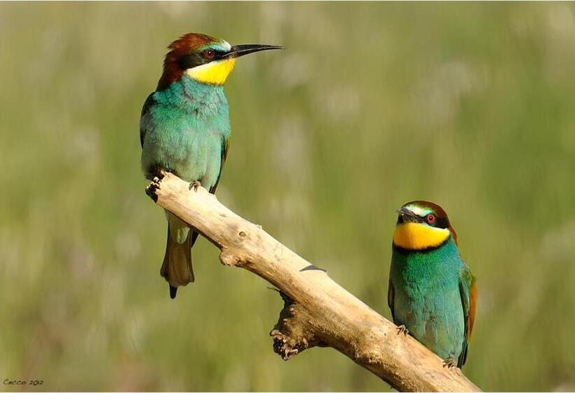 Cortebella B&b Rimini