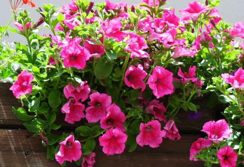 فندق Albergo Alpenrose Ski&bike Mountain