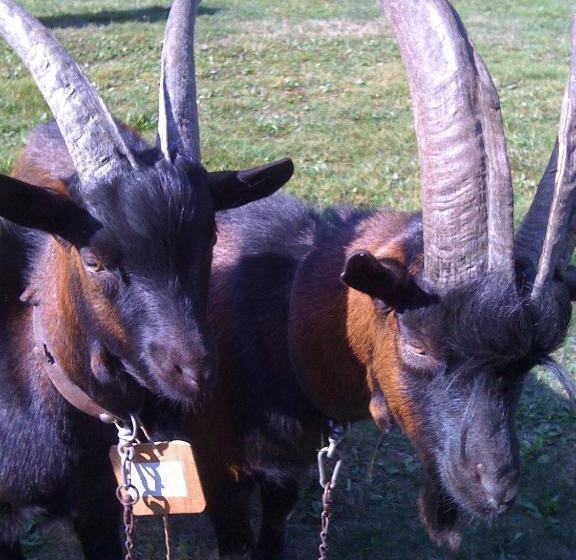 فندق Albergo Alpenrose Ski&bike Mountain