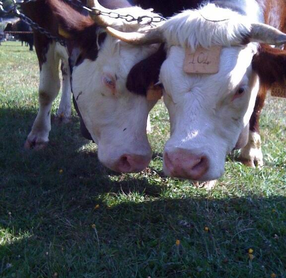 فندق Albergo Alpenrose Ski&bike Mountain