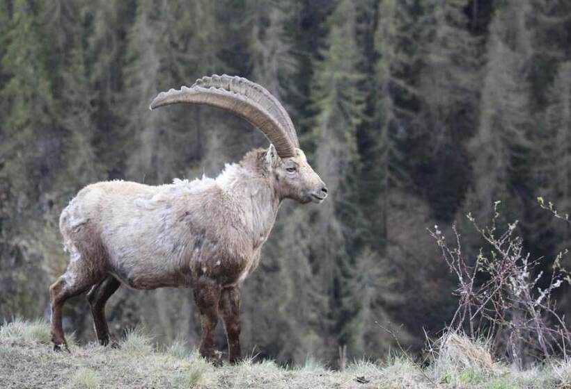 בית מלון כפרי Panoramique