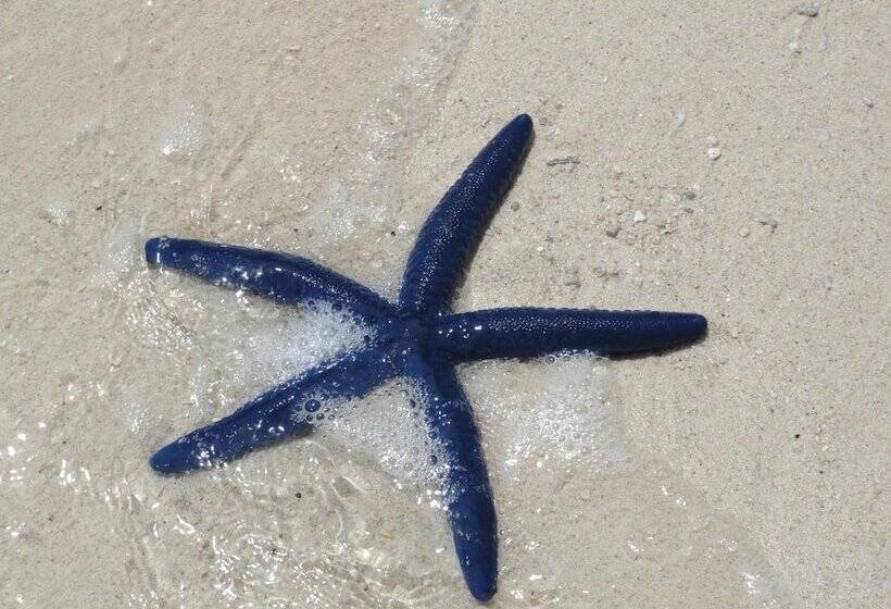 Kokopo Beach Bungalow Resort