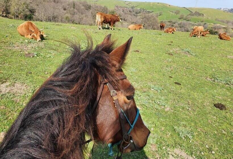 B&b Trekking Horse Club