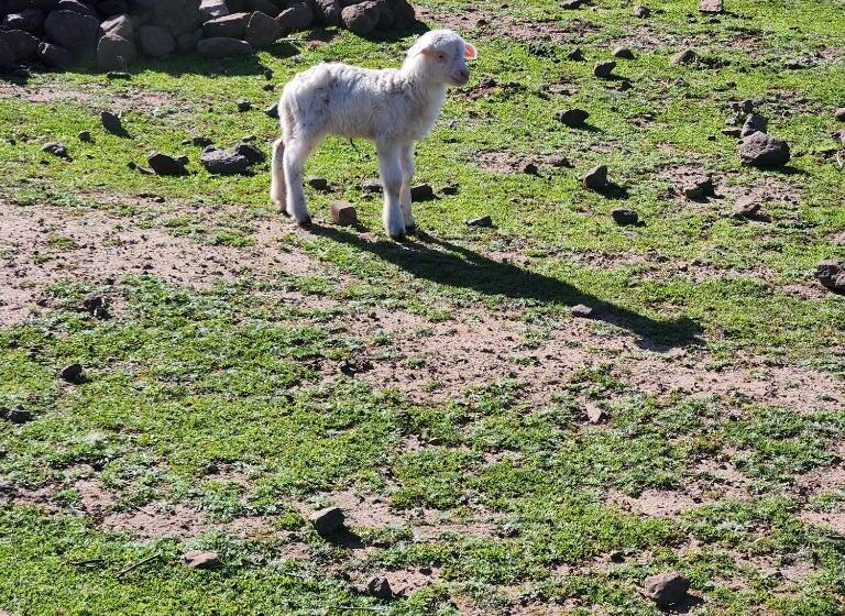 Pensjonat Iloghe Di Marras