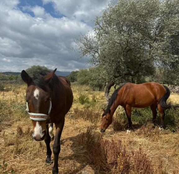 Pensjonat Iloghe Di Marras