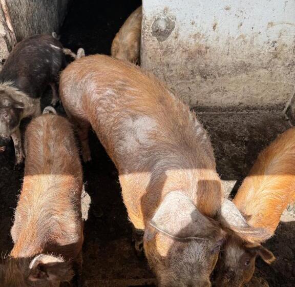 Pensjonat Iloghe Di Marras