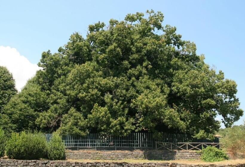 פנסיון Room In Lodge   Stanza In Affitto Giarre