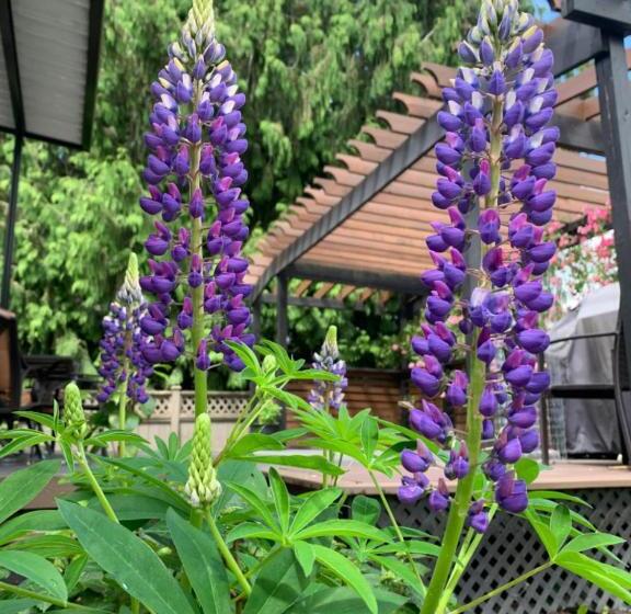 ペンション Spacious Burnaby Guest Home