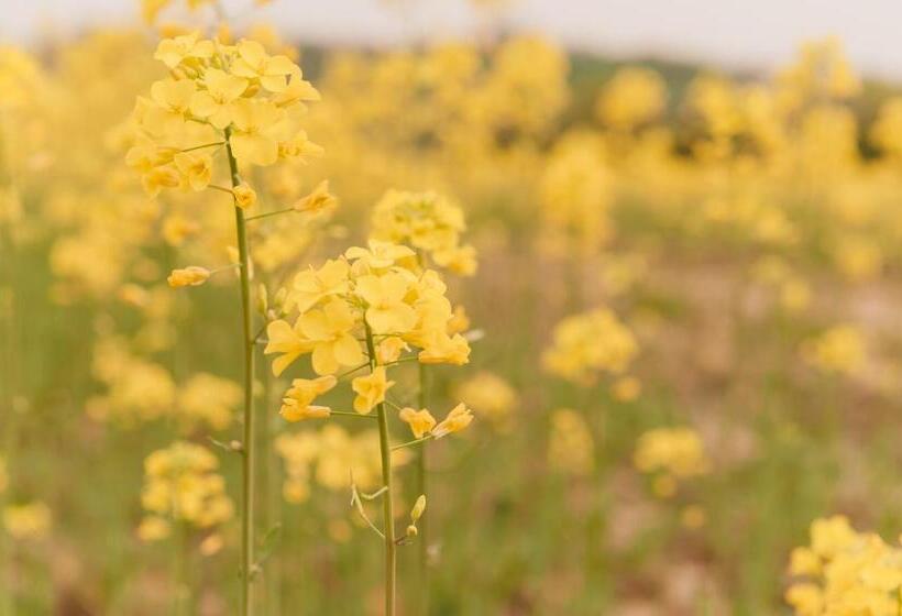 تختخواب و صبحانه Klinec Plešivo Art Rooms